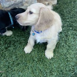 Dachshund Puppies from Delta Dachshunds