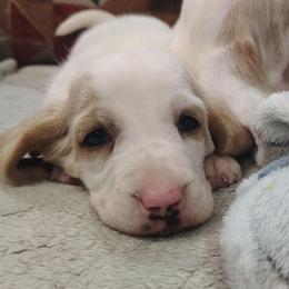Cherish - Lemon and white female Basset Hound puppy in Newton Grove, North Carolina from MGA Basset Hound