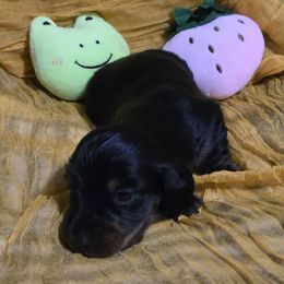 Boy 1 - Dachshund puppy from Neeley Family's Weenies