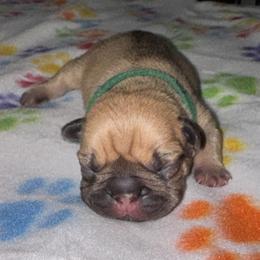 French Bulldog Puppies from jack & Ruby's Frenchies