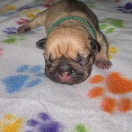 French Bulldog Puppies from jack & Ruby's Frenchies