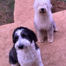 Poodles and Sheepadoodles from Cross Doodles