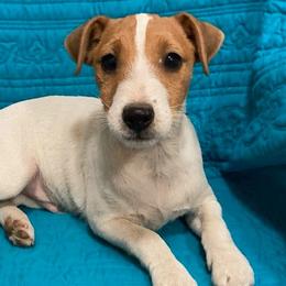 Russell Terriers from The Painted Farm