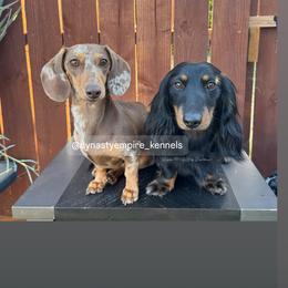 Dachshund All Grown Up from Dynasty Empire Kennels