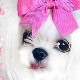Mia’ - Maltese