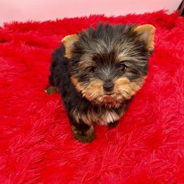 Yorkshire Terrier Puppies from The Royal Yorkie Den LLC