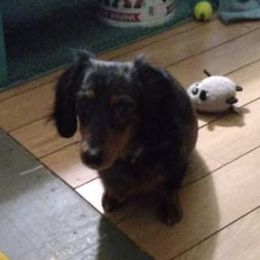 Dachshunds from Jennifer Baxter's Dachshunds