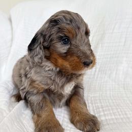 Lulu - Merle female Bernedoodle puppy in West Chicago, Illinois from Berner Ridge Kennels