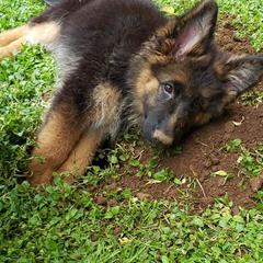 German Shepherd Puppies from Crystal Squires' German Shepherds