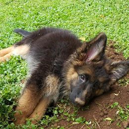 German Shepherd Puppies from Crystal Squires' German Shepherds