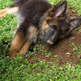 German Shepherd Puppies from Crystal Squires' German Shepherds