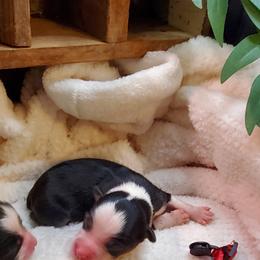 Miniature Australian Shepherd Puppies from Barnyard Mini Aussies