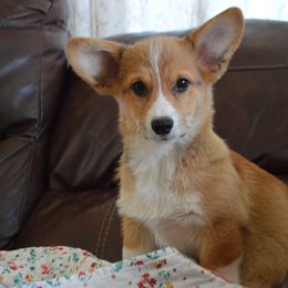 Uther - Red male Pembroke Welsh Corgi puppy in Oswego, Kansas from Wind Dial Farm