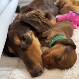 Dachshund Puppies from Redland Dachshund Grove