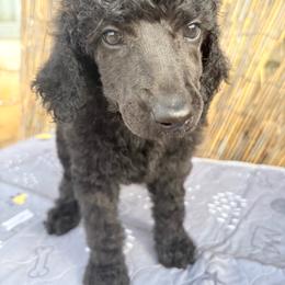 Sherlock - Silver male Poodle puppy in Meadowbrook, California from Standard Poodle Pups