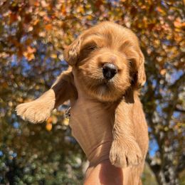 Australian Labradoodle Puppies from Berrybrook Doodles