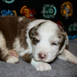 Peppermint - Red merle male Miniature Australian Shepherd puppy in El Dorado Springs, Missouri from HP Aussie Kennels