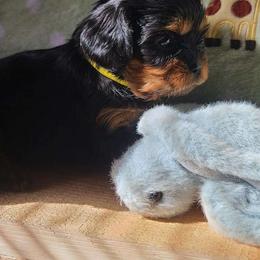 Crumpet - Black and tan female Cavalier King Charles Spaniel puppy in Winthrop, New York from McMahon's Cavalier King Charles Spaniels