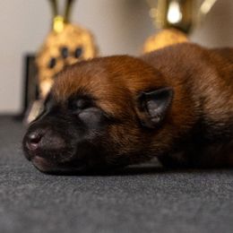 Girl 1 - Fawn female Belgian Malinois puppy in Lincoln, Nebraska from Nebraska K9