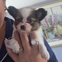 Tbd - White and sable male Papillon puppy in Myakka City, Florida from LaRae's Papillons