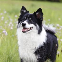 Maggie - Icelandic Sheepdog