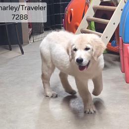 Charlie Girl 3 - Golden female Golden Retriever puppy in Niles, Michigan from Family Raised Goldens