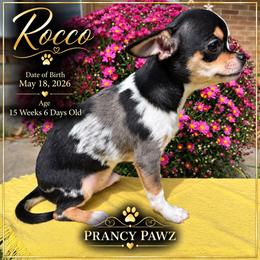 AKC Rocco - Merle male Chihuahua puppy in Columbus, Nebraska from Prancy Pawz