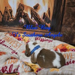 BLUE BOY - Mahogany and white male Basset Hound puppy in Snow Camp, North Carolina from V's Southern Angels