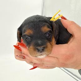 Frenchie (Yellow) - Black and tan female Cavapoo puppy in Georgetown, Texas from Mc Doodles of Texas LLC