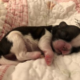 Girl 2 - Shih Tzu puppy in Silver Lake, Oregon from Bling Shih Tzu