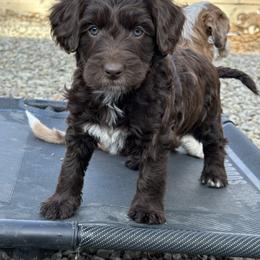 Girl 5 - Brown and white female Aussiedoodle puppy in Hillsboro, Illinois from Perfect Paws Puppies