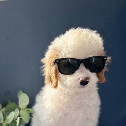 Mr Cupid - Blenheim male Cavapoo puppy in Norton Shores, Michigan from Dune Pack Doodles and Poodles