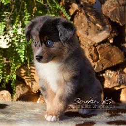 Sunshine - Blue merle female Australian Shepherd puppy in Grapeland, Texas from Smokin K Aussies