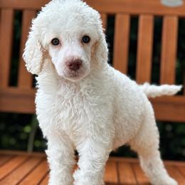 Xaden - Parti male Poodle puppy in Spring Hill, Florida from Lecanto Puppy