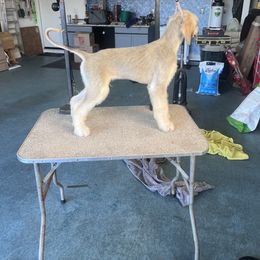 Afghan Hound Puppies from Gold Phoenix Afghans