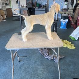 Afghan Hound Puppies from Gold Phoenix Afghans