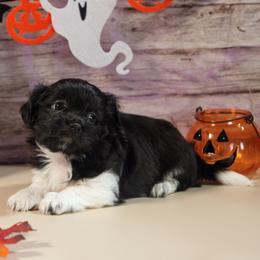 Colt - White male Mi-Ki puppy in Wales, Wisconsin from Phantastic Mi-kis