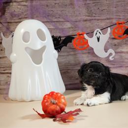 Colt - White male Mi-Ki puppy in Wales, Wisconsin from Phantastic Mi-kis