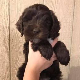 Australian Labradoodle Puppies from Greystone Australian Labradoodles