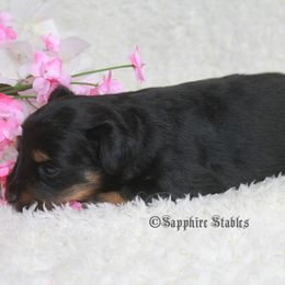 Aussiedoodle, Miniature Australian Shepherd, and Toy Australian Shepherd Puppies from Sapphire Stables