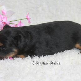 Aussiedoodle, Miniature Australian Shepherd, and Toy Australian Shepherd Puppies from Sapphire Stables