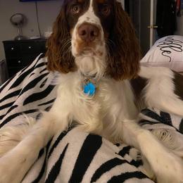English Springer Spaniel Puppies from Indian Creek Springers