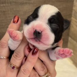 Cocoa - Black brindle and white female Boston Terrier puppy in Wheatland, California from 🐾❤️ Stephanie's Boston Terriers ❤️🐾