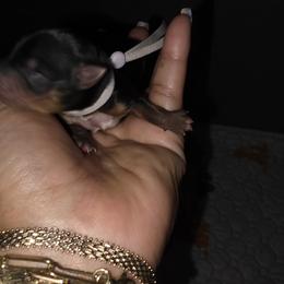 Lavender Collar - Black and tan female Yorkshire Terrier puppy in Indianapolis, Indiana from Parti Time Yorkies Indy