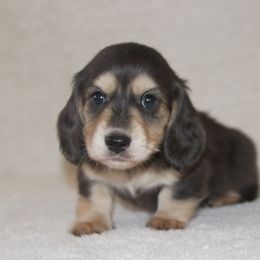 Dachshund Puppies from Rustic Bark Page's Dachshunds