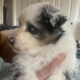Kit - Blue merle male Australian Shepherd puppy in Oroville, California from Puppy Love Ranch Mini Aussies