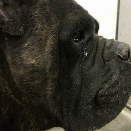 Cane Corso and Shetland Sheepdog All Grown Up from Redemption Kennels