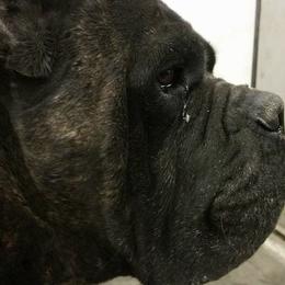 Cane Corso and Shetland Sheepdog All Grown Up from Redemption Kennels