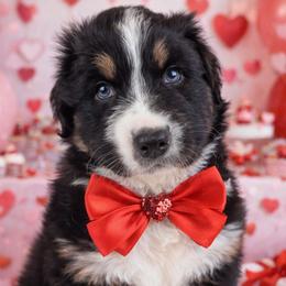Zeal - Black tri-color male Australian Shepherd puppy in Garland, Maine from MilkyWay Aussies with Tails