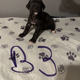 Boy 3 - Black brindle male Cane Corso puppy in Niota, Tennessee from DTM Cane Corso